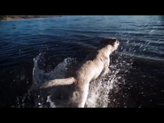 Dog Chew Toy ETPU Solid Ball Interactive   for Pet Toys and  Accessories