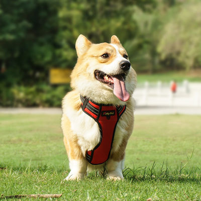 Waterproof Hi Vis Harness For Dogs LED Light Up Dog Harness XS-XL