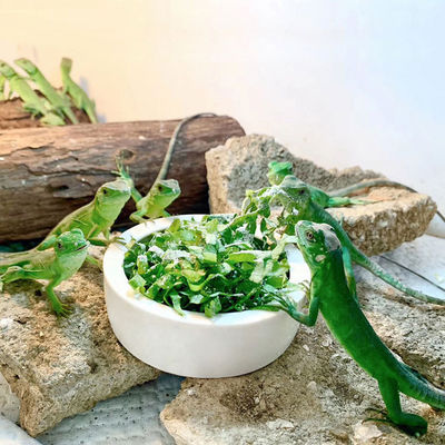 Pet Bowl Prevents Bread Worms Setting Escaping Lizard Ceramic Water Food Dish Reptile